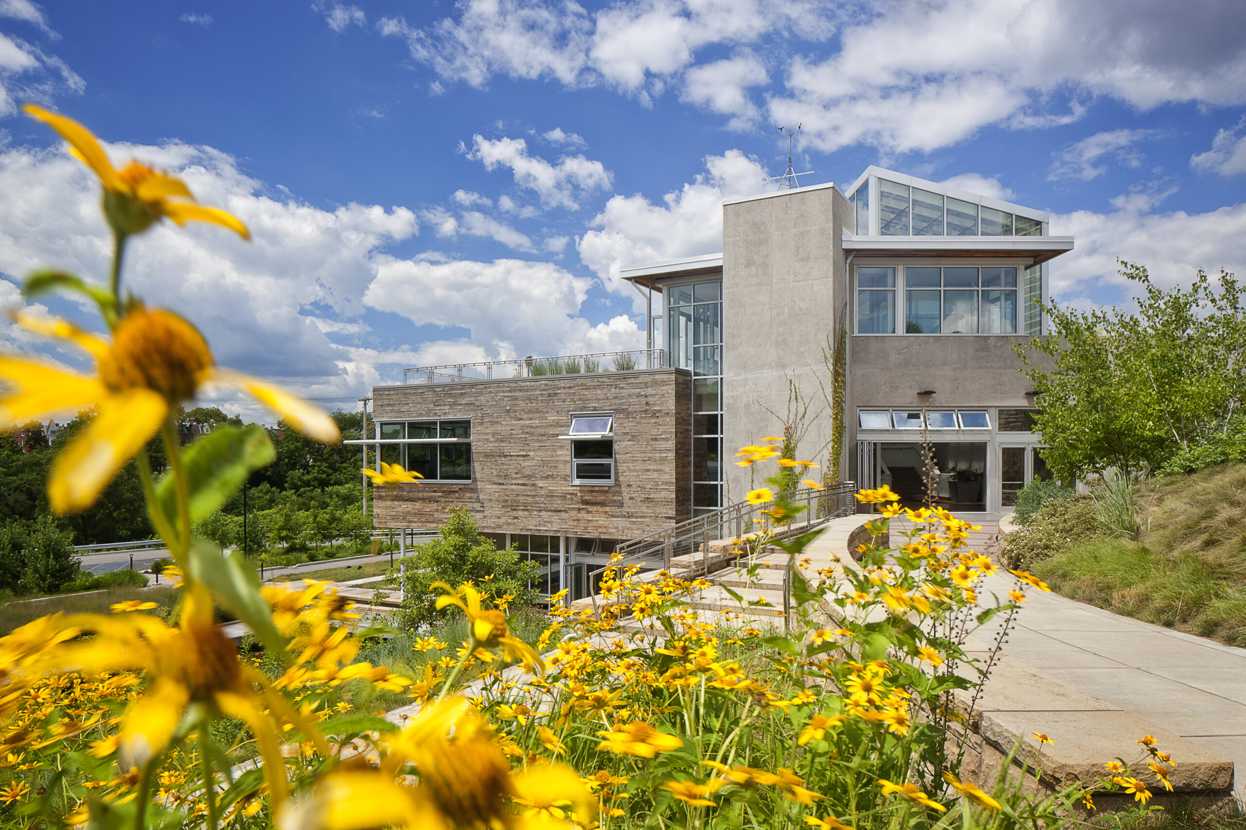 Modern glass and brick building with a bright blue sky and white clouds foregrounded by yellow flowers in a garden