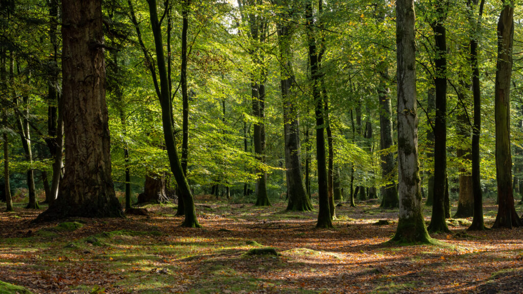 Woodland walk in the new forest in autumn | trim tab