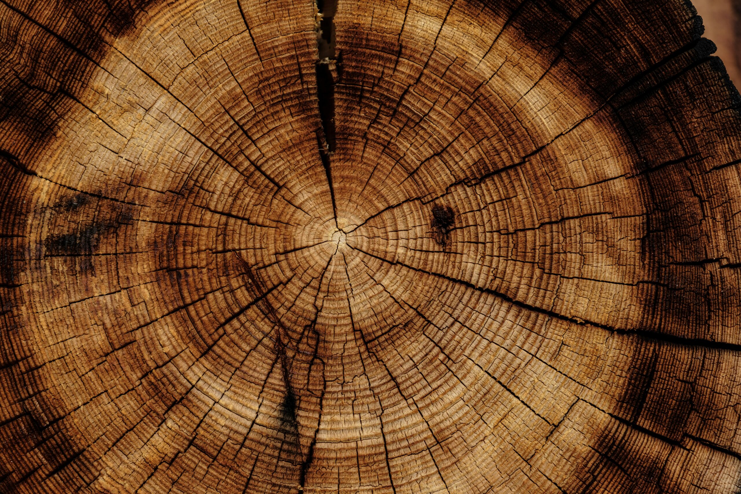 Joel jasmin forestbird xzpmumddsfk unsplash | trim tab Close up of a tree stump cross section displaying concentric growth rings in brown tones