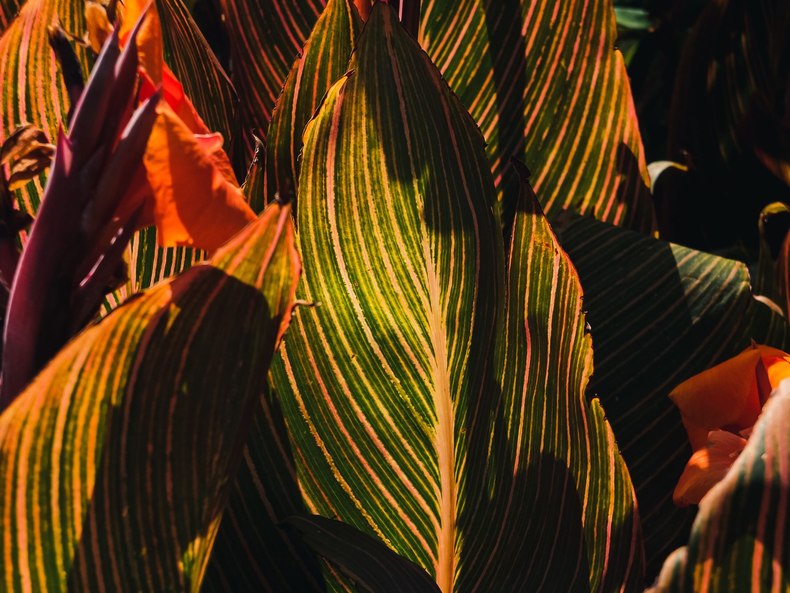 Close up of variegated tropical leaves with green and yellow stripes and red tinged edges forming a dense foliage pattern
