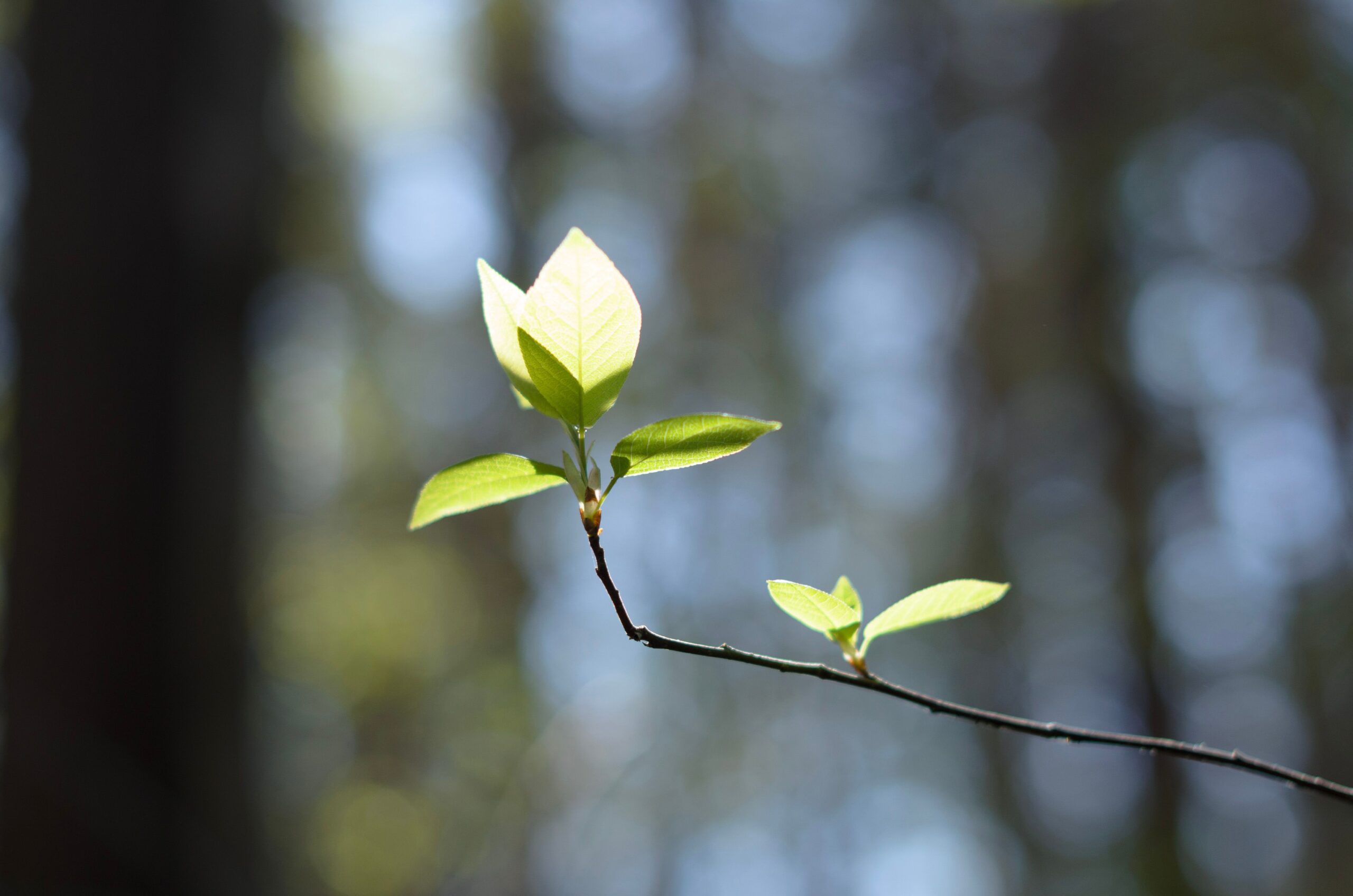 Close up of fresh green leaves on a thin twig with a softly blurred forest background