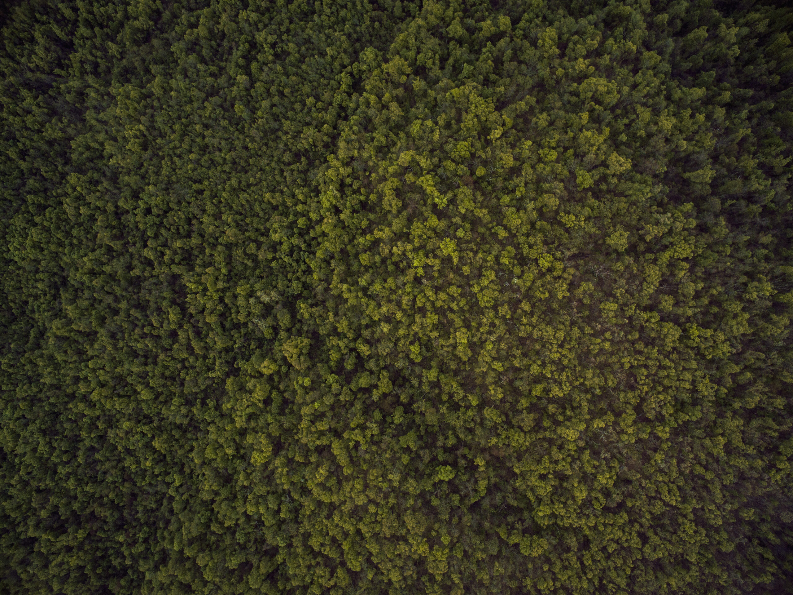 Aerial view of a dense green forest canopy from above