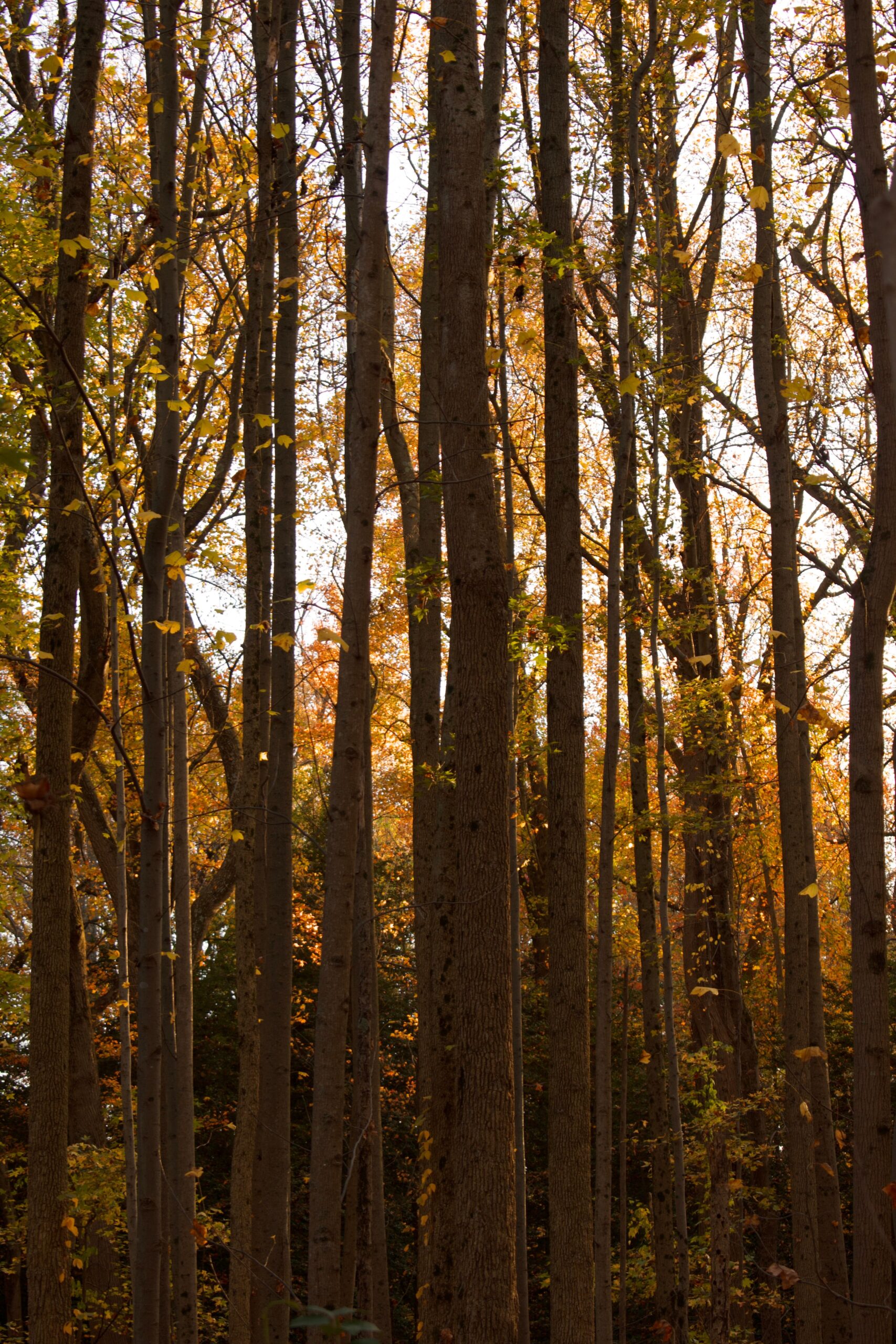 Dense stand of deciduous trees in autumn with yellow and orange leaves and sunlight filtering through the trunks