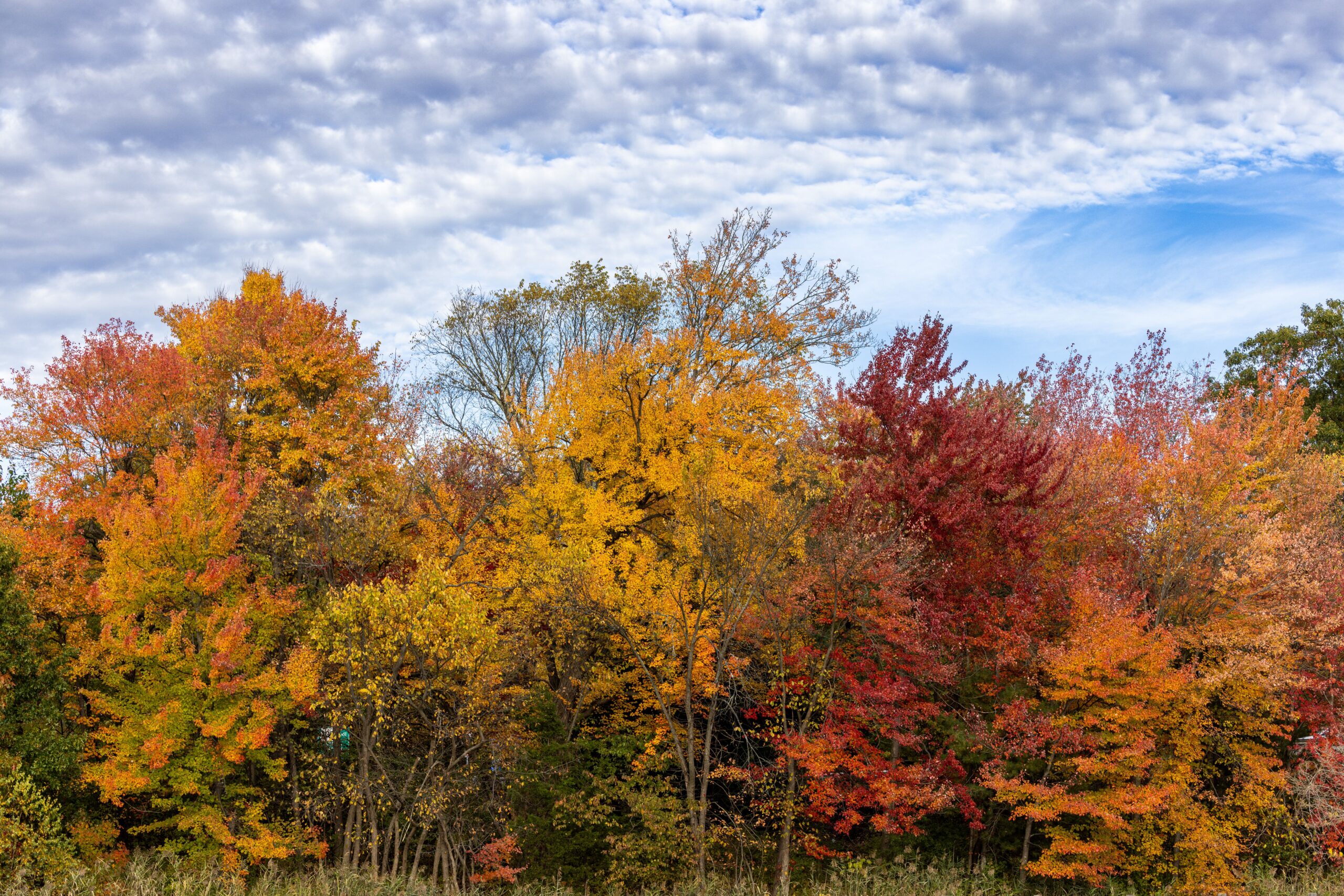 Pexels mnannapaneni 35400954 | trim tab Row of trees with vibrant autumn foliage in orange red and yellow against a blue sky with wispy clouds